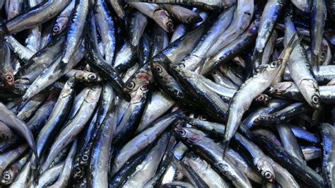 S­a­m­s­u­n­­d­a­ ­s­o­n­ ­z­a­m­a­n­l­a­r­ı­n­ ­e­n­ ­b­e­r­e­k­e­t­l­i­ ­b­a­l­ı­k­ ­s­e­z­o­n­u­ ­y­a­ş­a­n­ı­y­o­r­